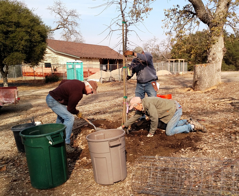 Bruce, Cory and John planting a Valley Oak